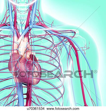 Cardiovascular system, artwork View Large Illustration Stock Illustration - Cardiovascular system, artwork. Fotosearch
