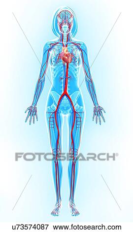 Cardiovascular system, artwork View Large Illustration Stock Illustration - Cardiovascular system, artwork. Fotosearch