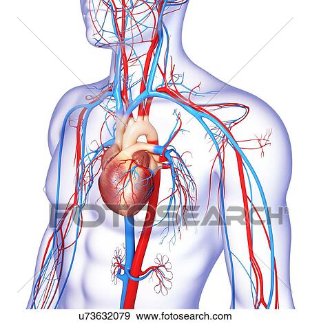 Stock Illustration - Cardiovascular system, artwork. Fotosearch