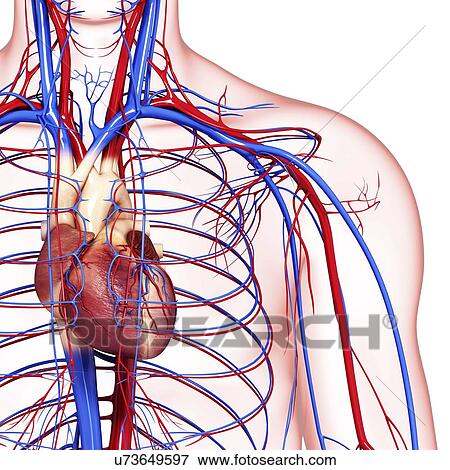 Cardiovascular system, artwork View Large Illustration Stock Illustration - Cardiovascular system, artwork. Fotosearch