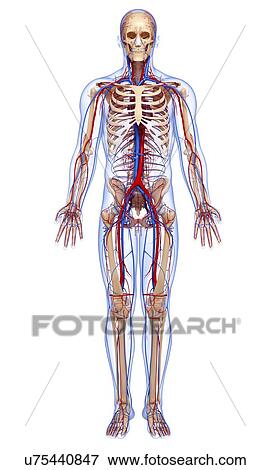 Stock Illustration - Cardiovascular system, artwork. Fotosearch