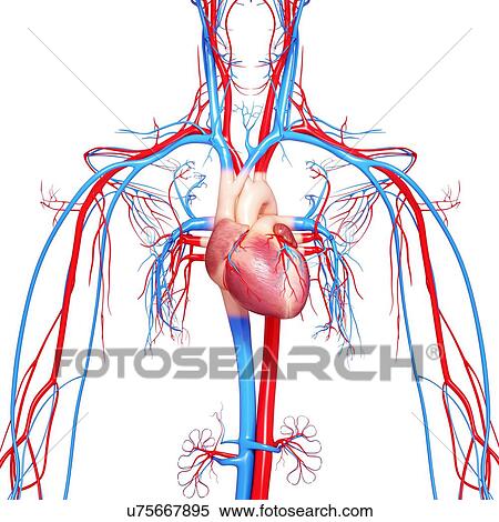 Stock Illustration - Cardiovascular system, artwork. Fotosearch