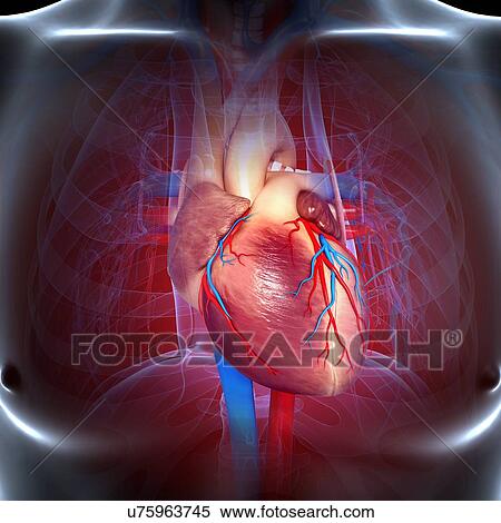 Cardiovascular system, artwork View Large Illustration Stock Illustration - Cardiovascular system, artwork. Fotosearch