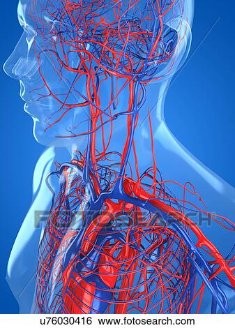 Stock Illustration - Cardiovascular system, artwork. Fotosearch