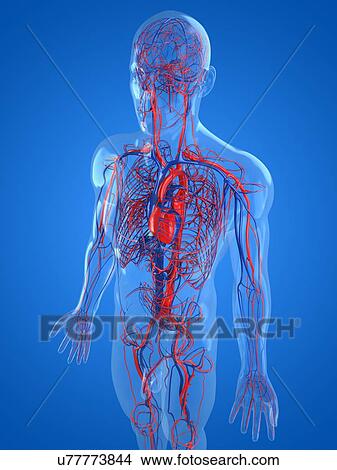 Stock Illustration - Cardiovascular system, artwork. Fotosearch