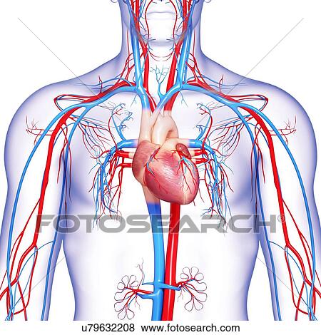Stock Illustration - Cardiovascular system, artwork. Fotosearch