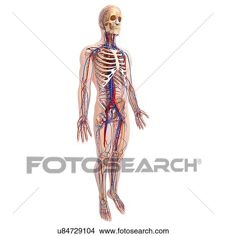 Stock Illustration - Cardiovascular system, artwork. Fotosearch