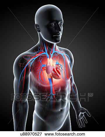 Stock Illustration - Cardiovascular system, artwork. Fotosearch