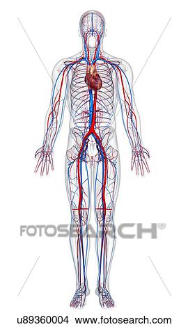 Cardiovascular system, artwork View Large Illustration Stock Illustration - Cardiovascular system, artwork. Fotosearch