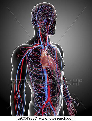 Stock Illustration - Cardiovascular system, artwork. Fotosearch