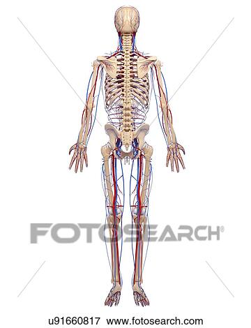 Stock Illustration - Cardiovascular system, artwork. Fotosearch