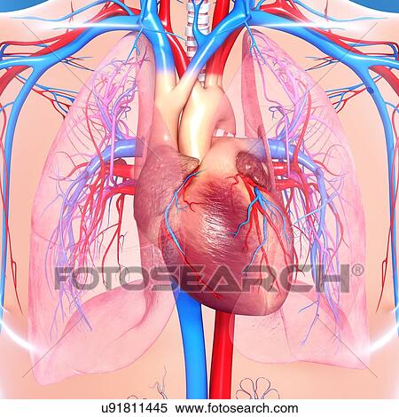 Stock Illustration - Cardiovascular system, artwork. Fotosearch