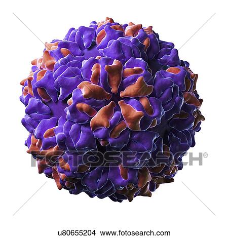 Caulobacter bacteriophage View Large Illustration Stock Illustration - Caulobacter bacteriophage. Fotosearch