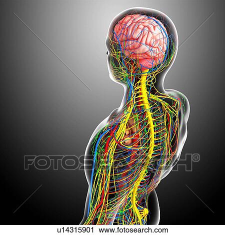 Clip Art - Central nervous system, artwork. Fotosearch