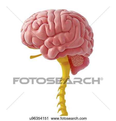 Clip Art - Central nervous system, artwork. Fotosearch