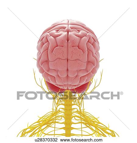 Drawing - Central nervous system, artwork. Fotosearch