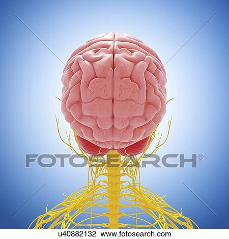 Central nervous system, artwork View Large Illustration Drawing - Central nervous system, artwork. Fotosearch