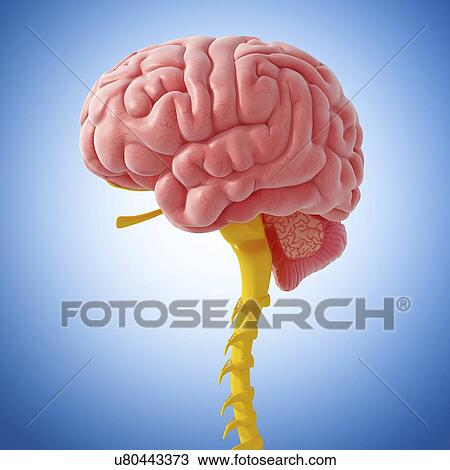Central nervous system, artwork View Large Illustration Drawing - Central nervous system, artwork. Fotosearch