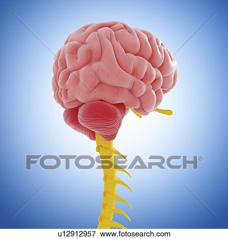 Stock Illustration - Central nervous system, artwork. Fotosearch