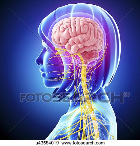 Stock Illustration - Central nervous system, artwork. Fotosearch
