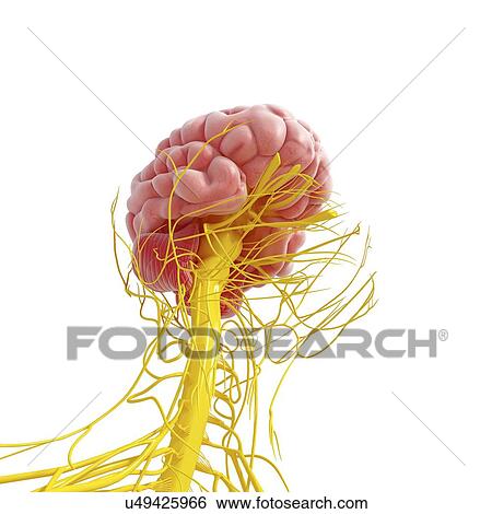 Stock Illustration - Central nervous system, artwork. Fotosearch