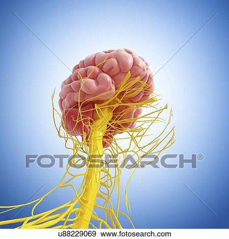 Central nervous system, artwork View Large Illustration Stock Illustration - Central nervous system, artwork. Fotosearch
