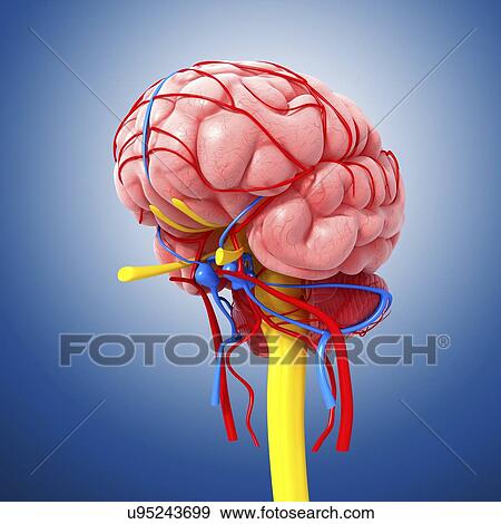 Central nervous system, artwork View Large Illustration Stock Illustration - Central nervous system, artwork. Fotosearch