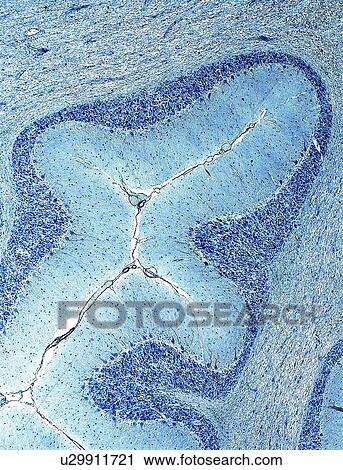 Cerebellum tissue, light micrograph View Large Illustration Clip Art - Cerebellum tissue, light micrograph. Fotosearch