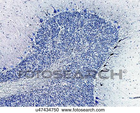 Cerebellum tissue, light micrograph View Large Illustration Clipart - Cerebellum tissue, light micrograph. Fotosearch