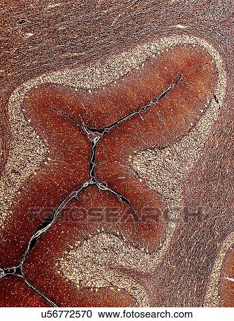 Clipart - Cerebellum tissue, light micrograph. Fotosearch