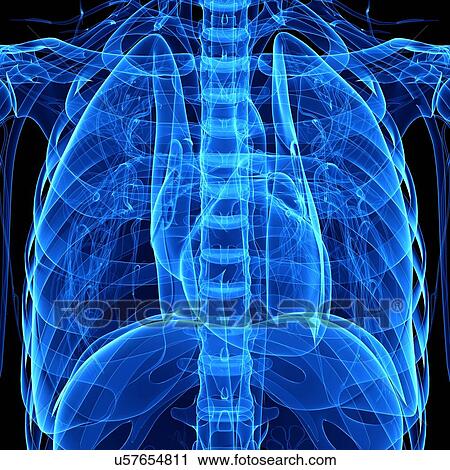 Chest anatomy, artwork View Large Illustration Clip Art - Chest anatomy, artwork. Fotosearch