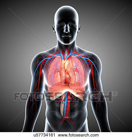 Clip Art - Chest anatomy, artwork. Fotosearch