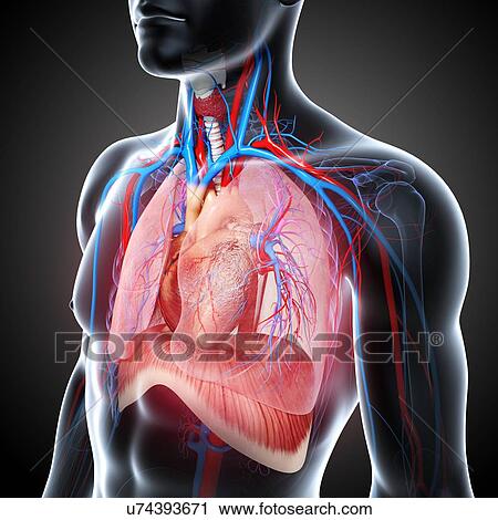 Clip Art - Chest anatomy, artwork. Fotosearch