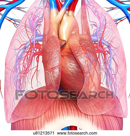 Chest anatomy, artwork View Large Illustration Clip Art - Chest anatomy, artwork. Fotosearch
