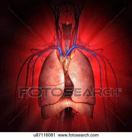 Chest anatomy, artwork View Large Illustration Clip Art - Chest anatomy, artwork. Fotosearch