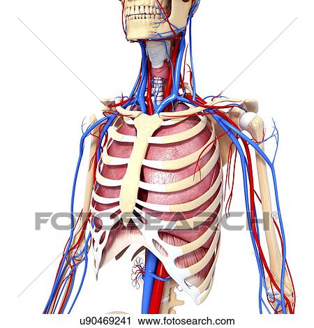 Chest anatomy, artwork View Large Illustration Clip Art - Chest anatomy, artwork. Fotosearch