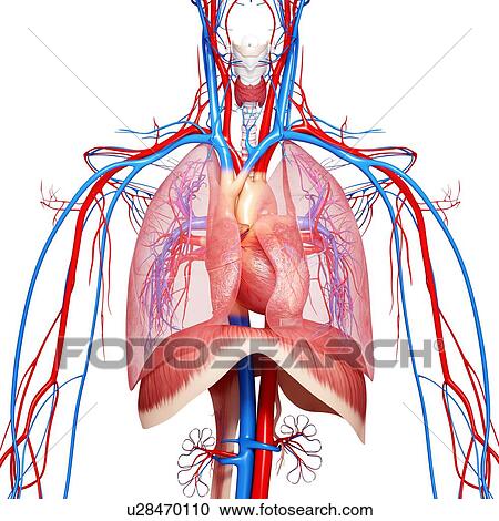 Chest anatomy, artwork View Large Illustration Clipart - Chest anatomy, artwork. Fotosearch