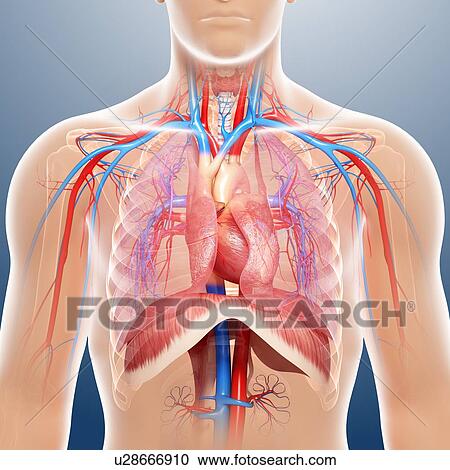 Chest anatomy, artwork View Large Illustration Clipart - Chest anatomy, artwork. Fotosearch