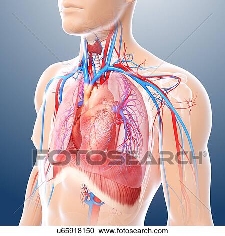 Clipart - Chest anatomy, artwork. Fotosearch