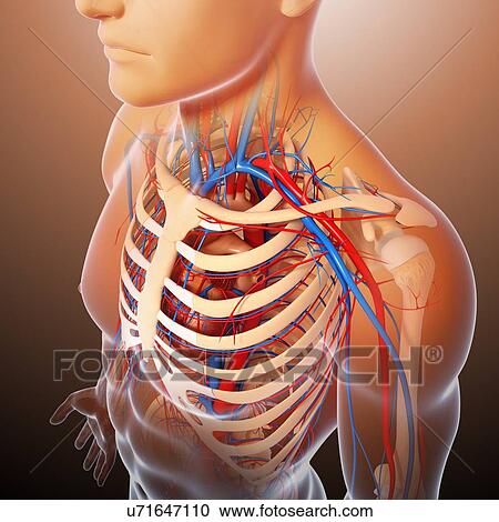 Chest anatomy, artwork View Large Illustration Clipart - Chest anatomy, artwork. Fotosearch