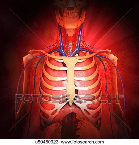 Chest anatomy, artwork View Large Illustration Drawing - Chest anatomy, artwork. Fotosearch
