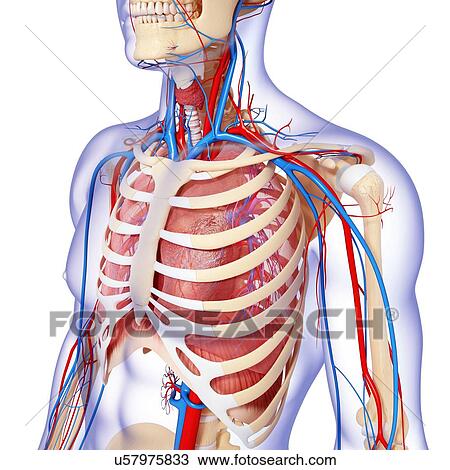 Drawing - Chest anatomy, artwork. Fotosearch