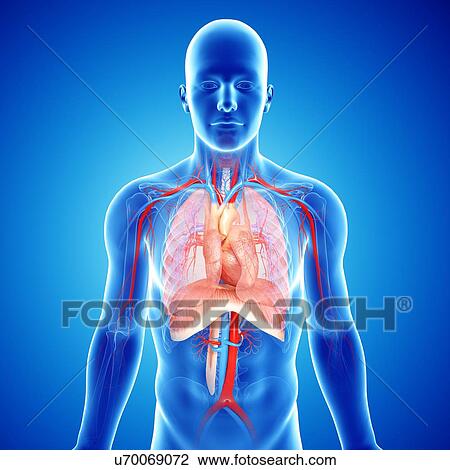 Chest anatomy, artwork View Large Illustration Drawing - Chest anatomy, artwork. Fotosearch