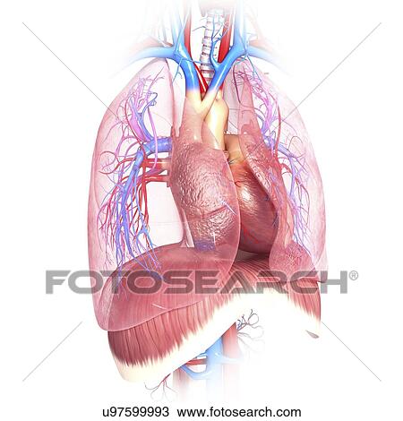 Drawing - Chest anatomy, artwork. Fotosearch
