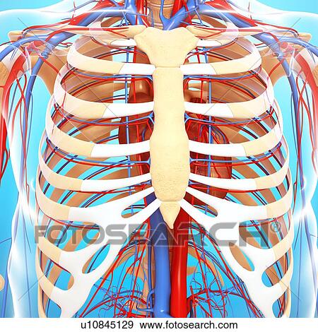 Chest anatomy, artwork View Large Illustration Stock Illustration - Chest anatomy, artwork. Fotosearch
