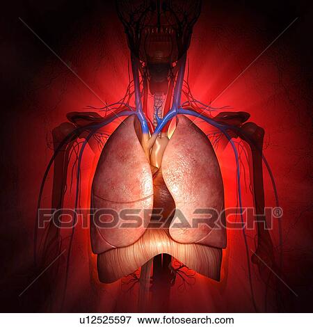 Chest anatomy, artwork View Large Illustration Stock Illustration - Chest anatomy, artwork. Fotosearch