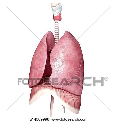 Chest anatomy, artwork View Large Illustration Stock Illustration - Chest anatomy, artwork. Fotosearch
