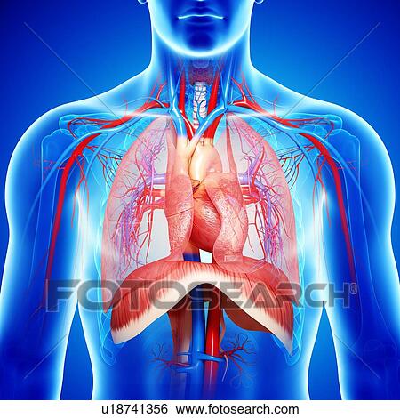 Stock Illustration - Chest anatomy, artwork. Fotosearch