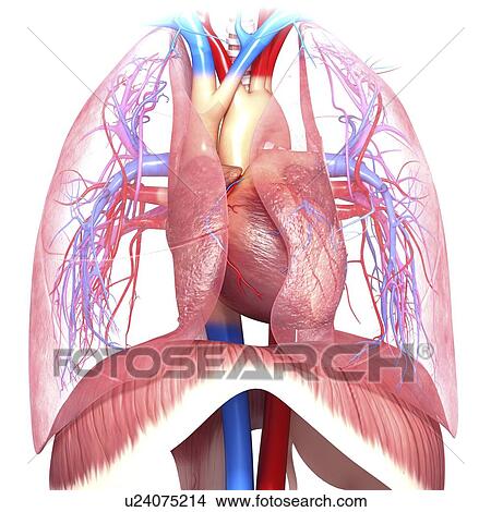 Chest anatomy, artwork View Large Illustration Stock Illustration - Chest anatomy, artwork. Fotosearch