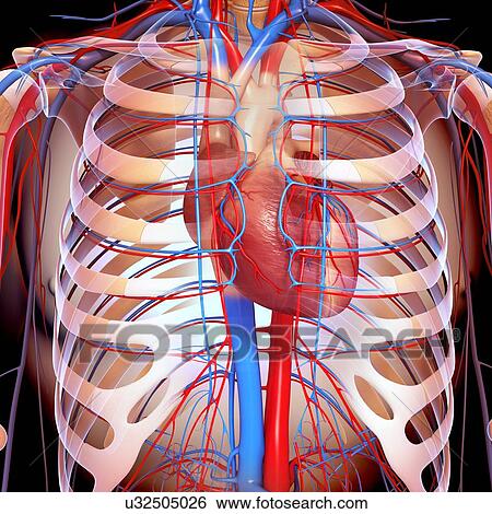 Stock Illustration - Chest anatomy, artwork. Fotosearch